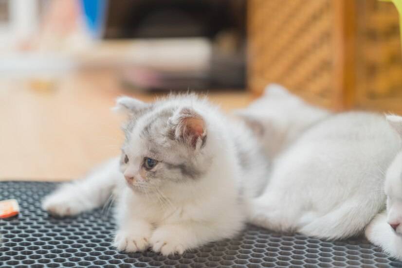 笑宠猫粮质量怎么样？浅谈笑宠猫粮质量的特点和不足